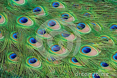 Peacock feathers Stock Photo