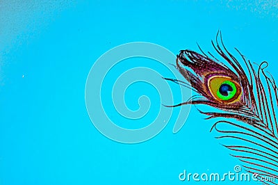 peacock feathers on light blue background,beautiful copy space,written text space,peacock tail,teel blue background,sky blue on Stock Photo