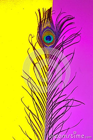 peacock feathers,peacocks,pink background,yellow background tail,mix background,written text space,text space ,written text Stock Photo