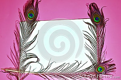 peacock feathers,peacock tail on pink background,pink background on tail, copy space,written text space,birds tail on pink Stock Photo