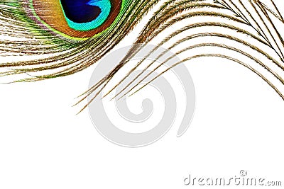 Peacock feathers in white background with text copy space Stock Photo