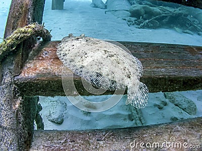 Peacock flounder,Bothus mancus Stock Photo