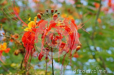 Peacock flower (Caesalpinia pulcherrimais) taken in USF botanic garden Stock Photo