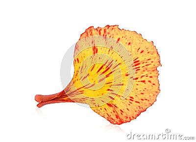 Peacock flowers petal isolated on white Stock Photo