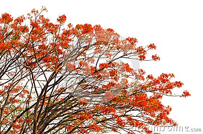 Peacock flowers on poinciana tree Stock Photo