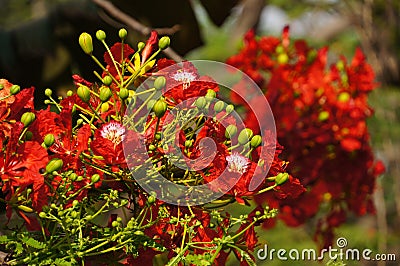 Peacock flowers in sunlight Stock Photo