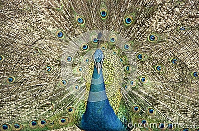 Peacock Full Bloom Stock Photo