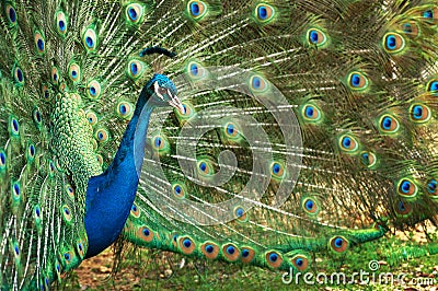 Peacock Full Bloom Stock Photo