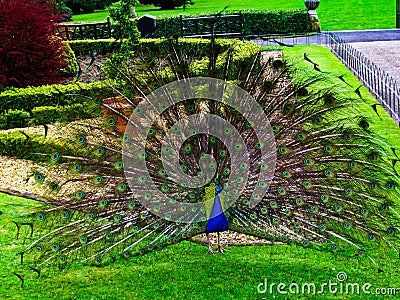 Peacock in full display Stock Photo