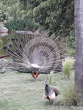 Peacock full open feathers from behind at Buenos Aires Argentina zoo park Stock Photo