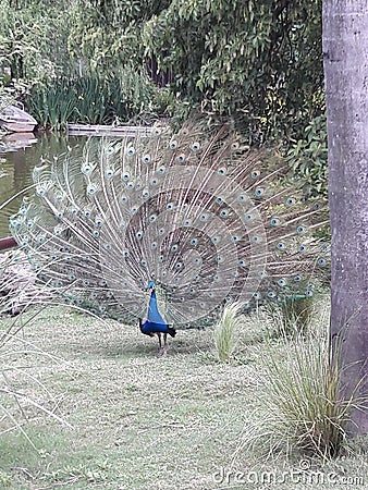 Peacock full open feathers from front at Buenos Aires Argentina zoo park Stock Photo