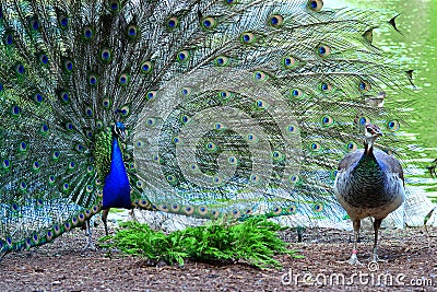 Peacock in full plumage attracting female Stock Photo