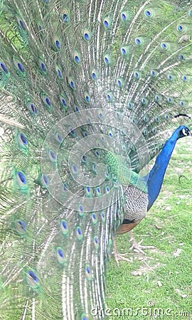 Peacock full plume male beautifull fota wildlife Park Cork Ireland Stock Photo