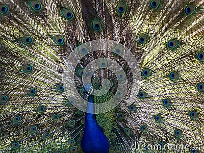 Peacock Full Spread Stock Photo