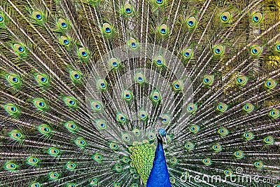 Peacock full spreading tail Stock Photo
