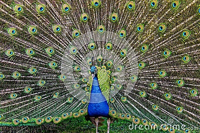 Peacock full spreading tail Stock Photo