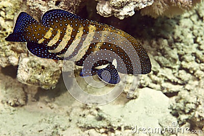 Peacock grouper (cephalopholis argus) Stock Photo