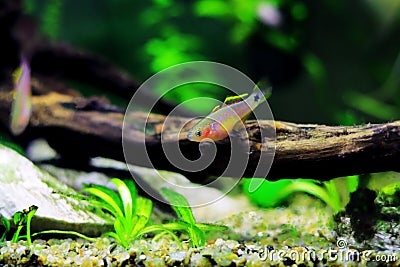 Peacock gudgeon freshwater Goby - Tateurndina ocellicauda Stock Photo