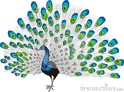 Peacock hand drawing Vector Illustration