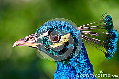 Peacock head Stock Photo