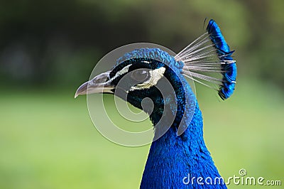 Peacock head Stock Photo