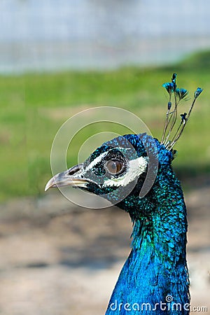 Peacock head beautiful portrait with bokeh isolation of subject Stock Photo