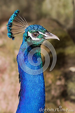 Peacock head Stock Photo