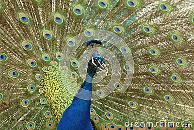 Peacock Indian peafowl Stock Photo