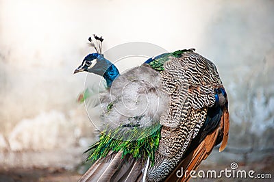 Peacock or Indian peafowl showing brilliant colours of ruffled feathers Stock Photo
