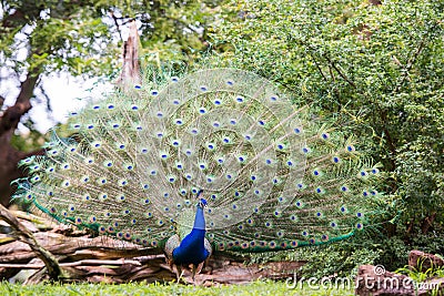 Peacock and its beautiful feathers Stock Photo