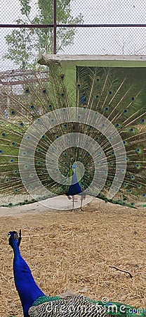 Peacock largest flying birds Stock Photo