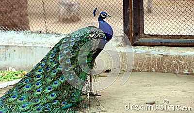 Peacock Stock Photo