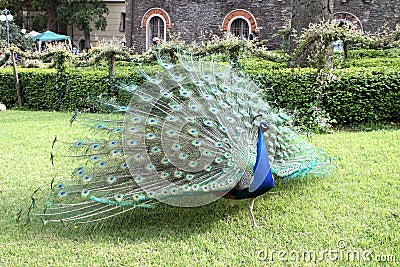The peacock makes the wheel to be admired in a Genoese villa. Stock Photo