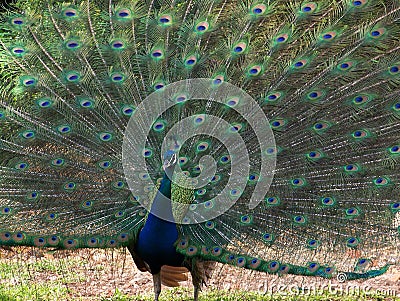 Peacock Male Stock Photo