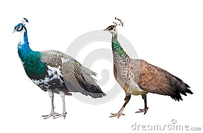 Peacock male and female isolated on white Stock Photo