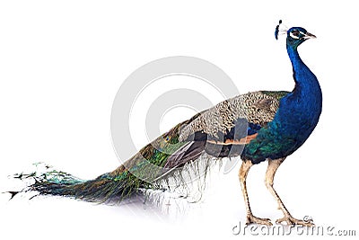 Peacock Stock Photo