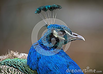 Peacock male`s head 1 Stock Photo