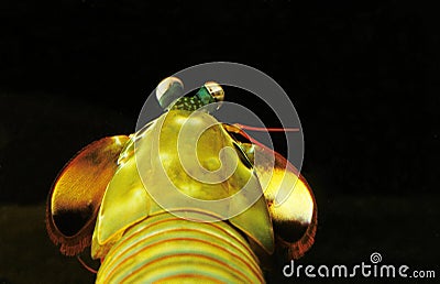 PEACOCK MANTIS SHRIMP odontodactylus scyllarus, REAR VIEW Stock Photo
