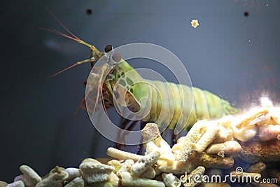 Peacock mantis shrimp Stock Photo
