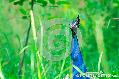 Peacock neck and head peering out from among bushes Stock Photo