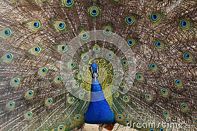Peacock opened its beautiful tail. Colored feathers on the tail of a peacock Stock Photo