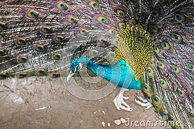 Peacock opening feathers Stock Photo