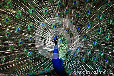 Peacock opening its feather to attract female Stock Photo