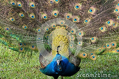 Peacock opening and showing its colorful tail Stock Photo