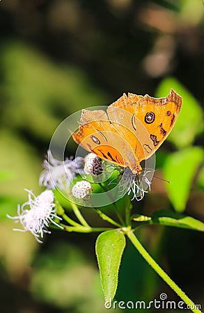 Peacock Pansy or Junonia almanac butterfly having sweet nectar on a flower. Macro butterflies collecting honey and pollination. Stock Photo
