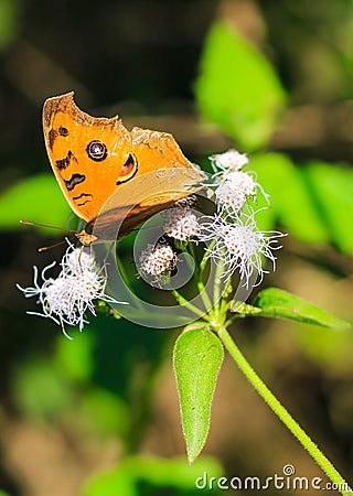 Peacock Pansy or Junonia almanac butterfly having sweet nectar on a flower. Macro butterflies collecting honey and pollination. Stock Photo