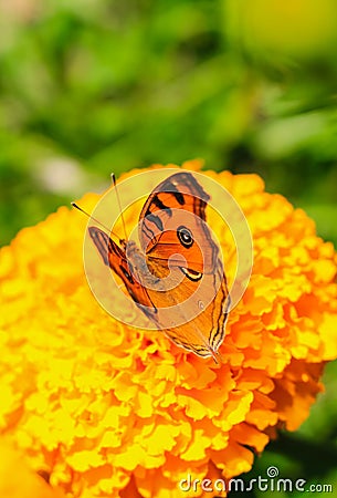 Peacock Pansy or Junonia almanac butterfly having sweet nectar on a flower. Macro butterflies collecting honey and pollination. Stock Photo