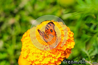 Peacock Pansy or Junonia almanac butterfly having sweet nectar on a flower. Macro butterflies collecting honey and pollination. Stock Photo