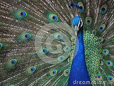 Closeup photo with beautiful peacock with open tail - colors of blue and green Stock Photo