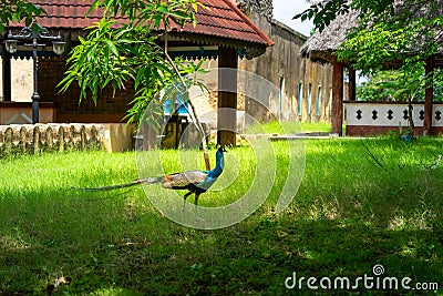 Peacock in the Park on the island of Prizon, Zanzibar archipelago, Tanzania Stock Photo